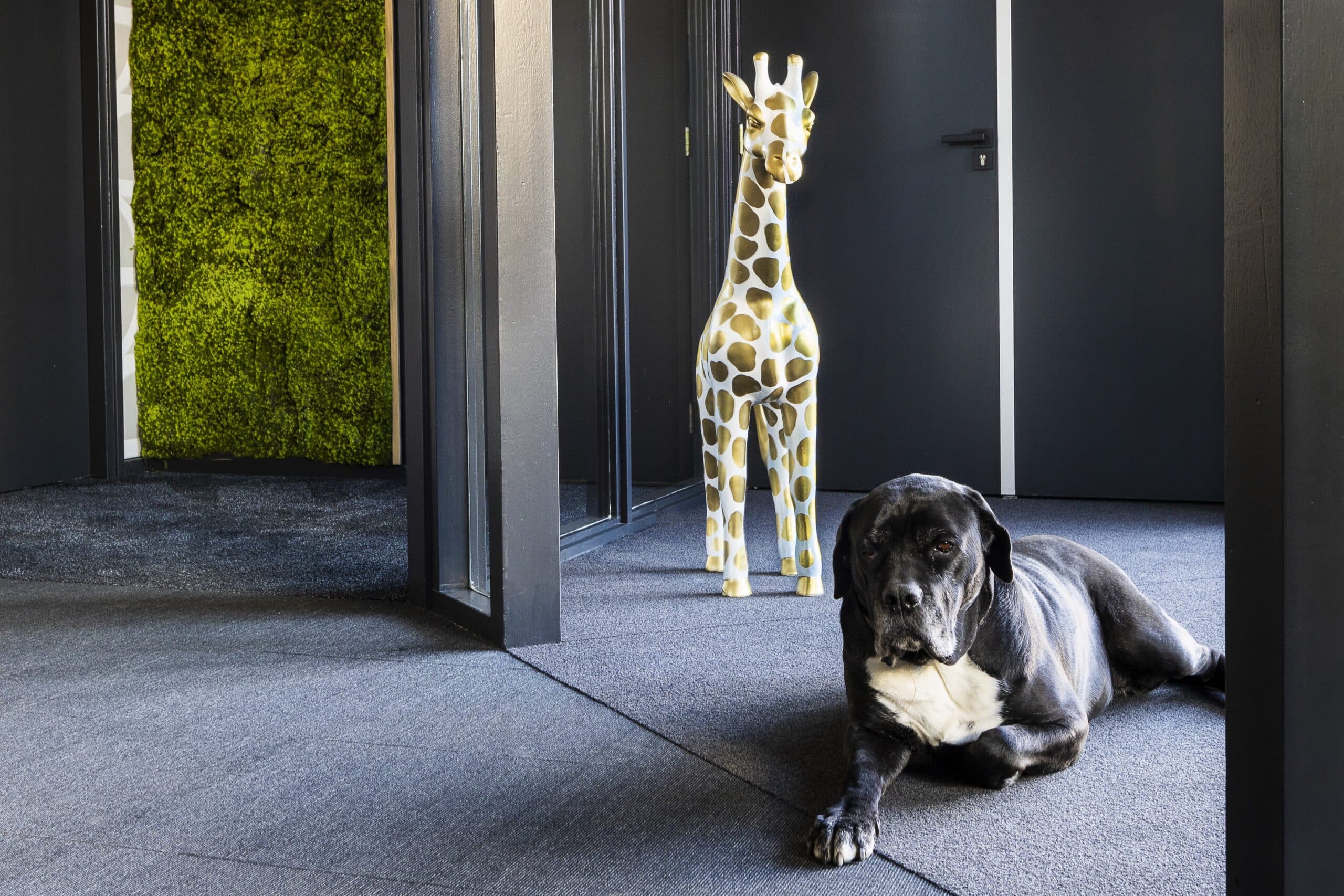 cane corso bowie ligt in deuropening van het kantoor van Outlet Kantoormeubels.