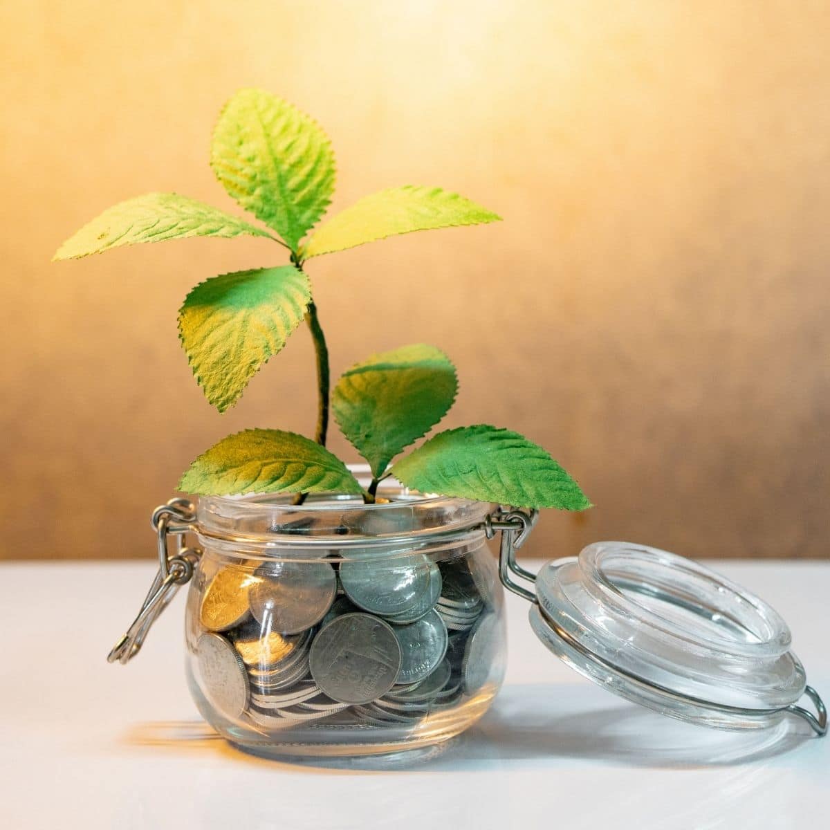 Pot met geld en nieuw plantenstekje