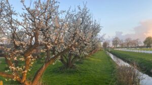 Witte bloesem in de Betuwe, Ochten.